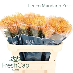Leuco Ayoba Man Zest 70cm