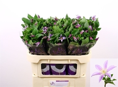 Clematis Star River 70cm 23 4