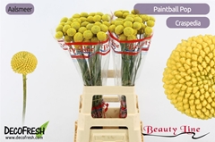 Cras Paintball Pop 75cm