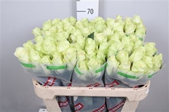 R Gr Athena 70cm