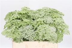 Ammi Visnaga 50cm