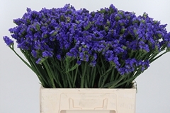 Lim S Cryst Dark Blu 60cm