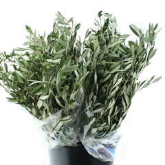 Olea Europaea Pb 60cm 300gram