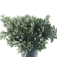 Quercus Ilex 50cm 400gram