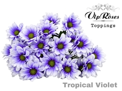 Chr T Tropical Violet