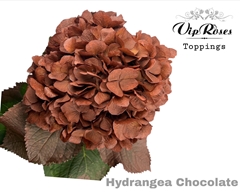 Hydr M Chocolate 60CM