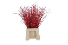 Betula Bs Klb H% 60cm