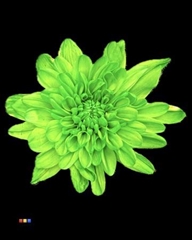 Chr T Euro Green