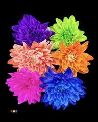 Chr T Euro Mix 6 Colors