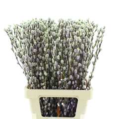 Salix 21% 70cm