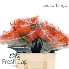 Leuco Co Tango 40cm