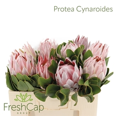 Protea Cynaroides 50cm