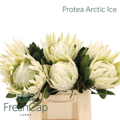 Protea Cy Arctic Ice 40cm