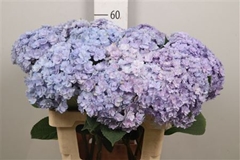 Hydr M Beau Luxor Bl 60cm 20cm Ø