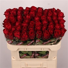 R Gr Madam Red 70cm