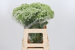 Ammi Visnaga 60cm