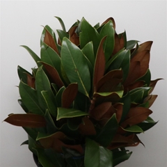 Magnolia Grandifl Bs 70cm 400gram