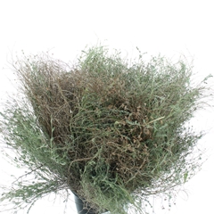 Thymus Capitatus Pb 60cm 300gram