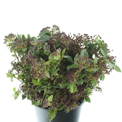 Viburnum Met Bes Bunch 60cm