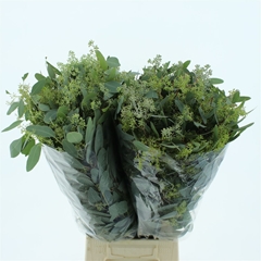 Euc Polyan Frui P Bs 60cm 300gram