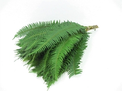 Polystichum Munitum 70cm
