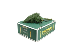 Leatherleaf 35cm