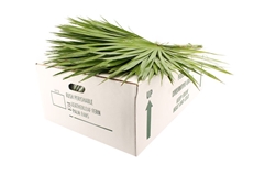 Sabal Palmetto Bunch 70cm