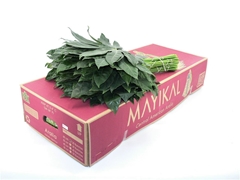Fatsia Japonica Bs 60cm