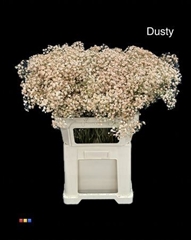 Gyps Xlence Dusty Latte