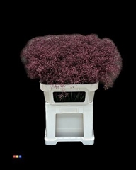 Gyps Colortreated 80cm