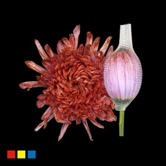 Chr G Stravin Klb H% 70cm