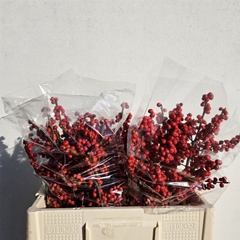 Ilex Vert (RODE Bes) 30cm
