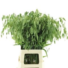 Chasmanth Latifolium 70cm