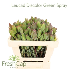 Leucad Discolor 50cm