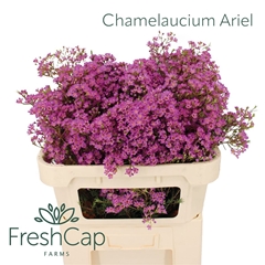 Chame Un Ariel 70cm 60gram 34