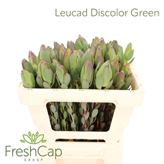 Leucad Discolor 50cm