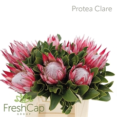 Protea Cy Clare 40cm