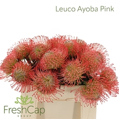 Leuco Ayoba Pink 35cm