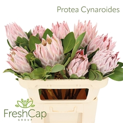 Protea Cynaroides 70cm