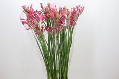Ne Bo El Pearls Cher 95cm
