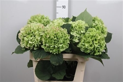 Hydr Verena Classic 80cm 20cm Ø