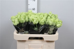 R Gr Green Generatio 60cm