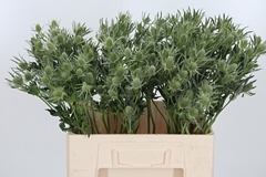 Eryng A White Star 60cm
