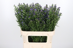 Aster Casamare 80cm 40gram