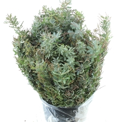 Acacia Baileyana 70cm 200gram