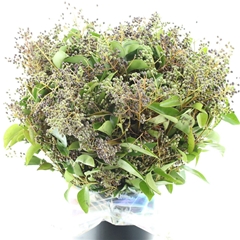 Liguster Met Bes Bunch 50cm 400gram