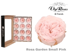 R Preserved Garden Small Pink