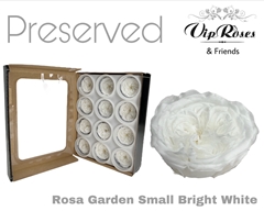 R Preserved Garden Small Bright White