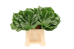 Monstera Blad..groot 40cm