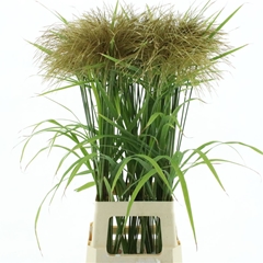 Misc Sinensis Ov 85cm